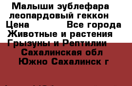 Малыши эублефара ( леопардовый геккон) › Цена ­ 1 500 - Все города Животные и растения » Грызуны и Рептилии   . Сахалинская обл.,Южно-Сахалинск г.